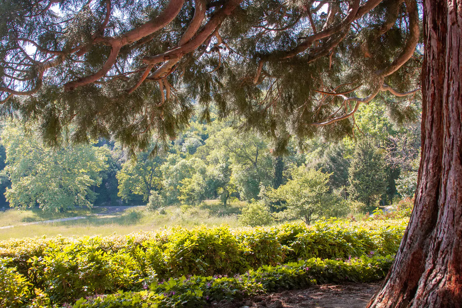 Ancient Canopy Sanctuary — Fine Art Botanical Landscape Photography Print